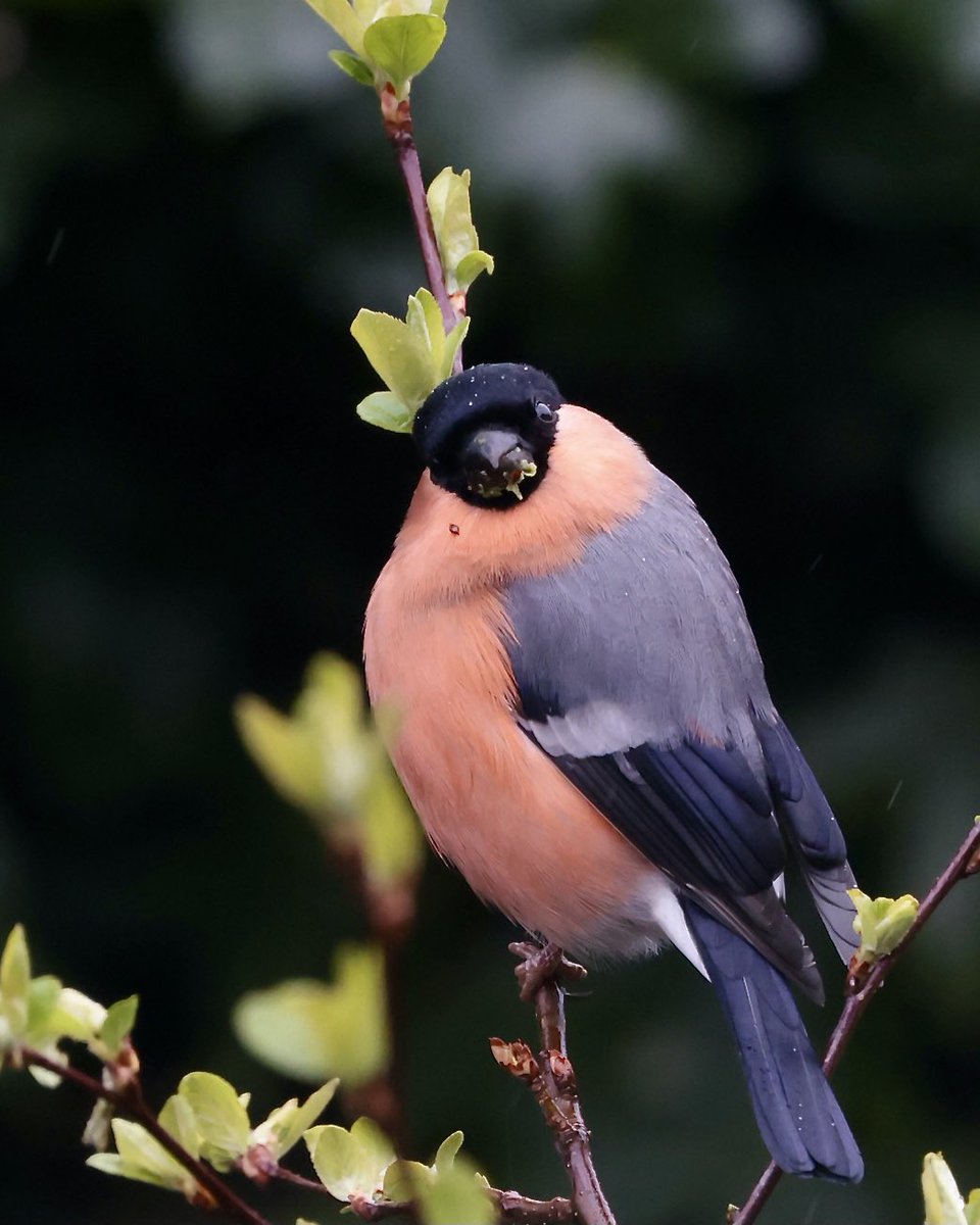 wendylister3's tweet photo. @DailyPicTheme2 This one, of a bullfinch, Wales, UK, because they’re gorgeous and not a common garden bird. This is the first one I’d seen for years https://t.co/7CEymraAZ1