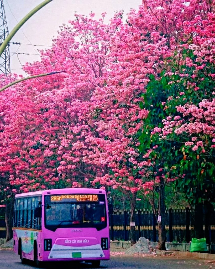देखा एक ख्वाब तो ये सिलसिले हुए दूर तक निगाह में हैं गुल खिले हुए 🤩🖤 cherry blossom in bengaluru.