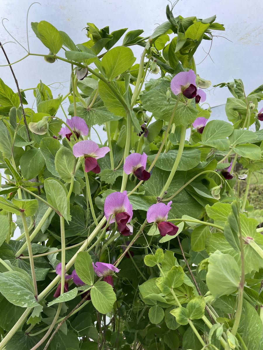 I do like harvesting peas early. These are a mange tout called Winterkefe, a traditional over-wintering variety from Switzerland that grow to 2 metres (as you can see 😂😂). I hope to have my first taste in early May 🤞🤞