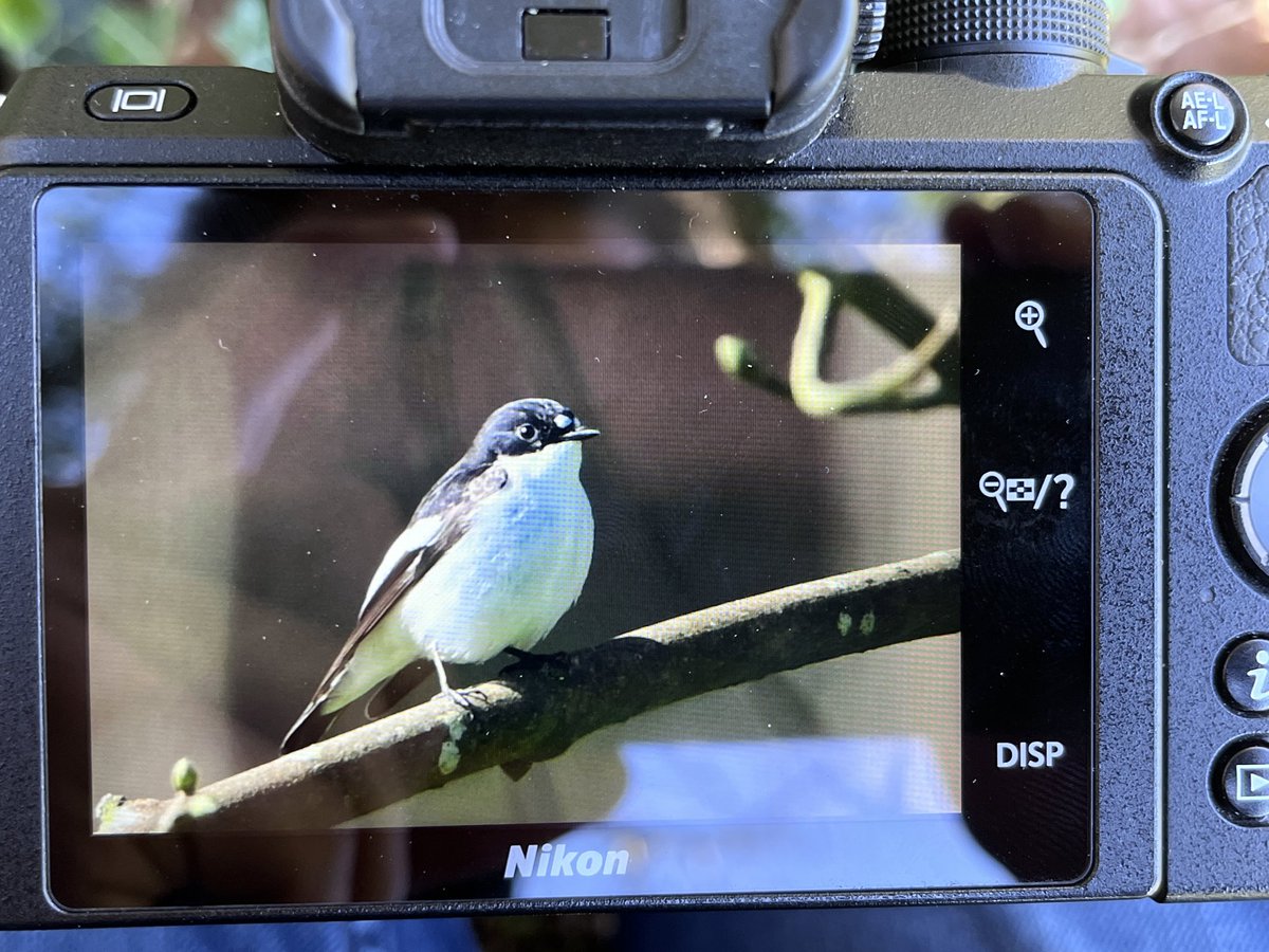 Big migrant movement along castle Combe valleys- male Pied Fly this morning along with many Chiffchaff! #wiltsbirds