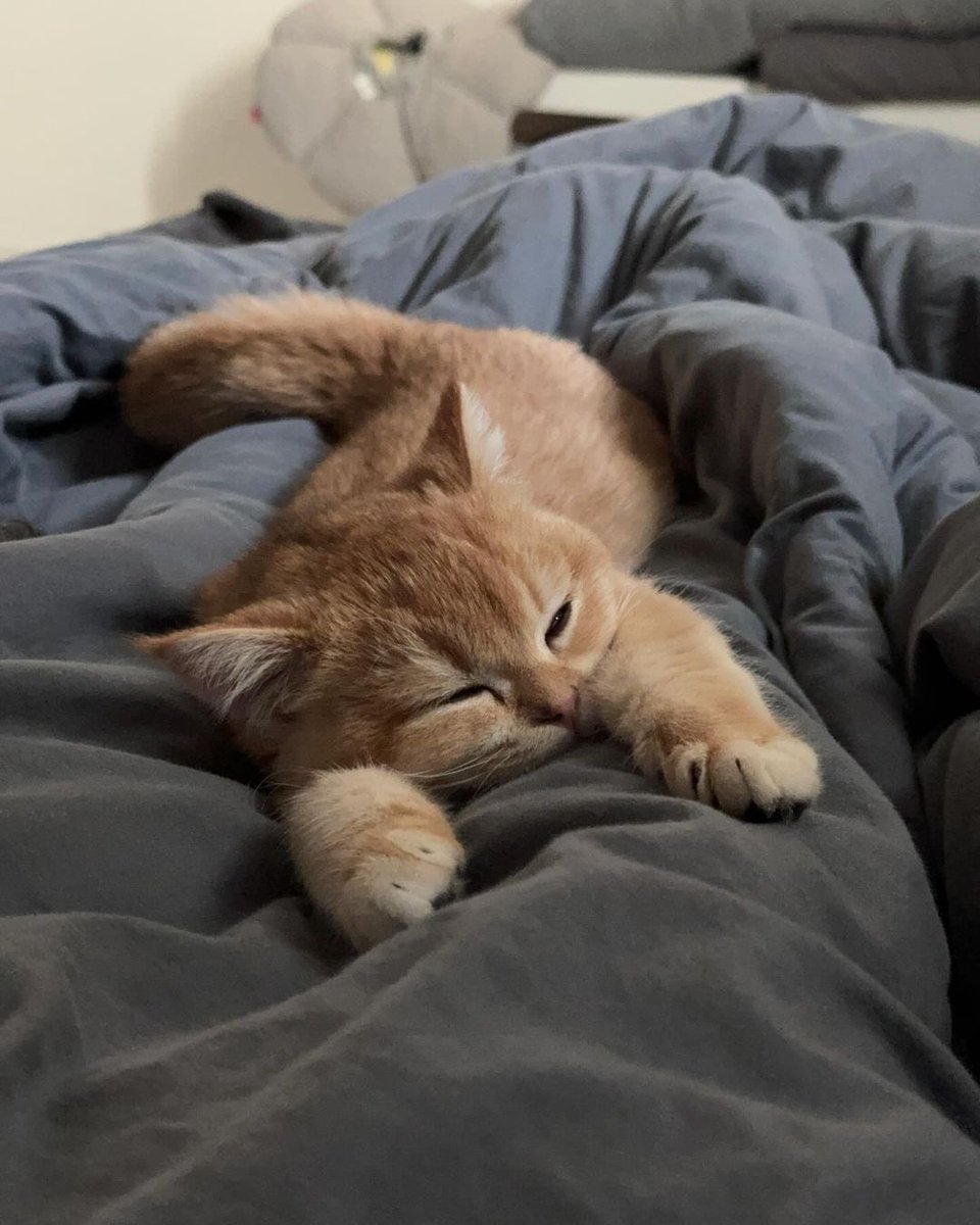No Cats No Life tweet media