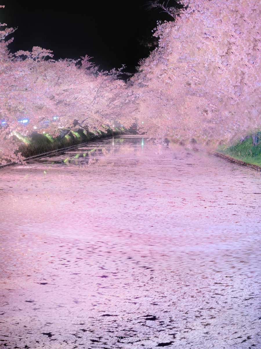 弘前…零れ桜.