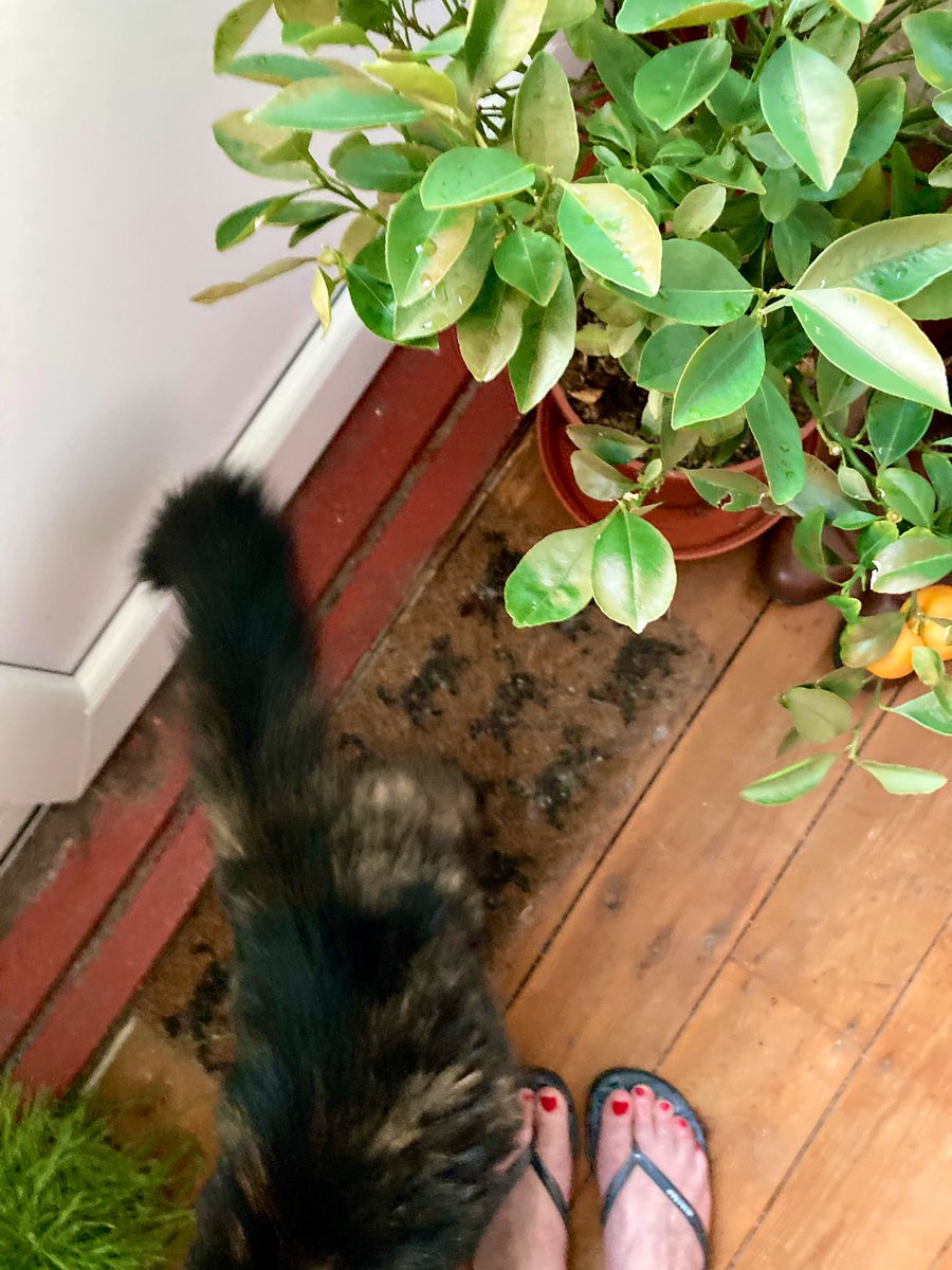 madeleinemaste4's tweet photo. Had to bring the
orange tree back in
πthe weather has
been shall we say
full of surprises and
today it begged to
come inside π¬
Pip #squeaka greeted
it like an old friend ππΎβοΈ
#April arrives https://t.co/y1uWJucOwy