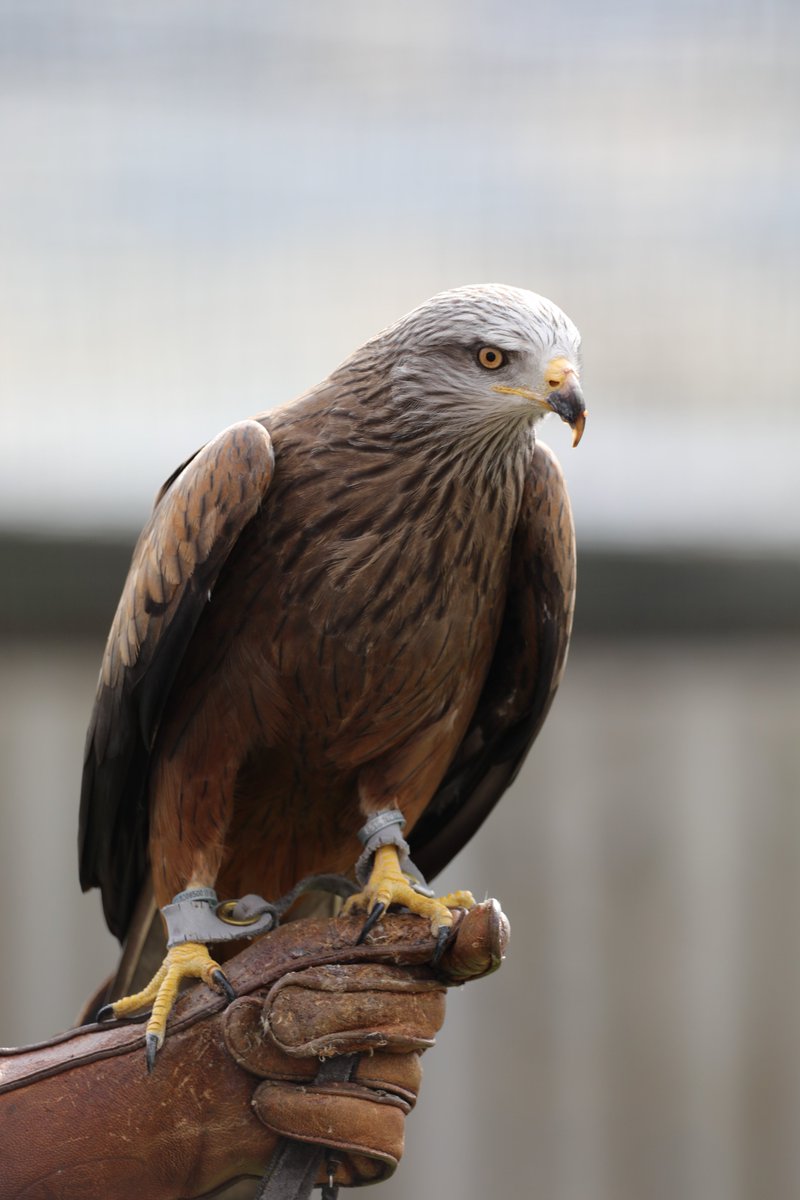 Have you been to our Animal Antics arena? Meet our expert keepers and watch some of our animals showcase their remarkable natural behaviours and WILD adaptations! Displays today (Monday 1 April) at 12pm and 3pm 🦉 Book your zoo tickets online and save 🎟️ bit.ly/3uP0AcB