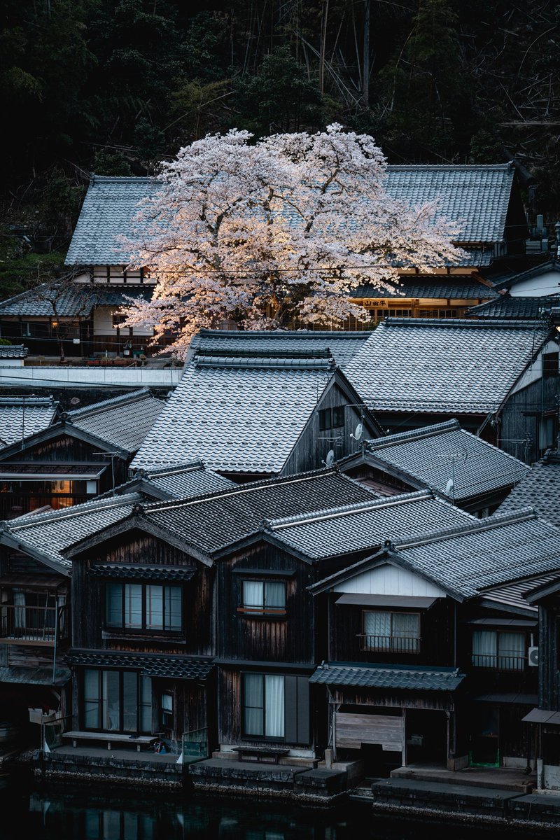 伊根の舟屋群に咲く一本桜。