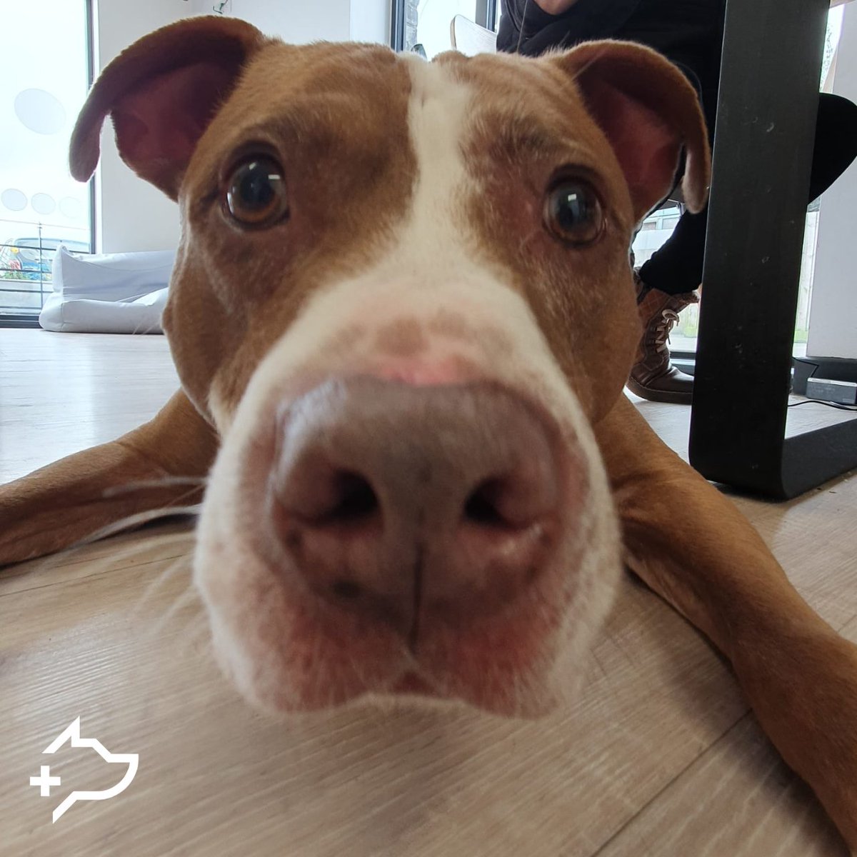 Show some love for #StreetVet patient Biggie and boop the snoot 💙 You can learn more about StreetVet and how you can support our #animalcharity then please visit our website today 👉 bit.ly/48XBVjK #Sharethelove #allforthepaws