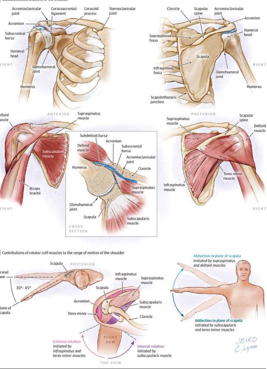 Musculoskeletal anatomy of the Shoulder and range of motion created by the Rotator Cuff muscles👇 #shoulder #anatomy #rotatorcuff jamanetwork.com/journals/jama/…