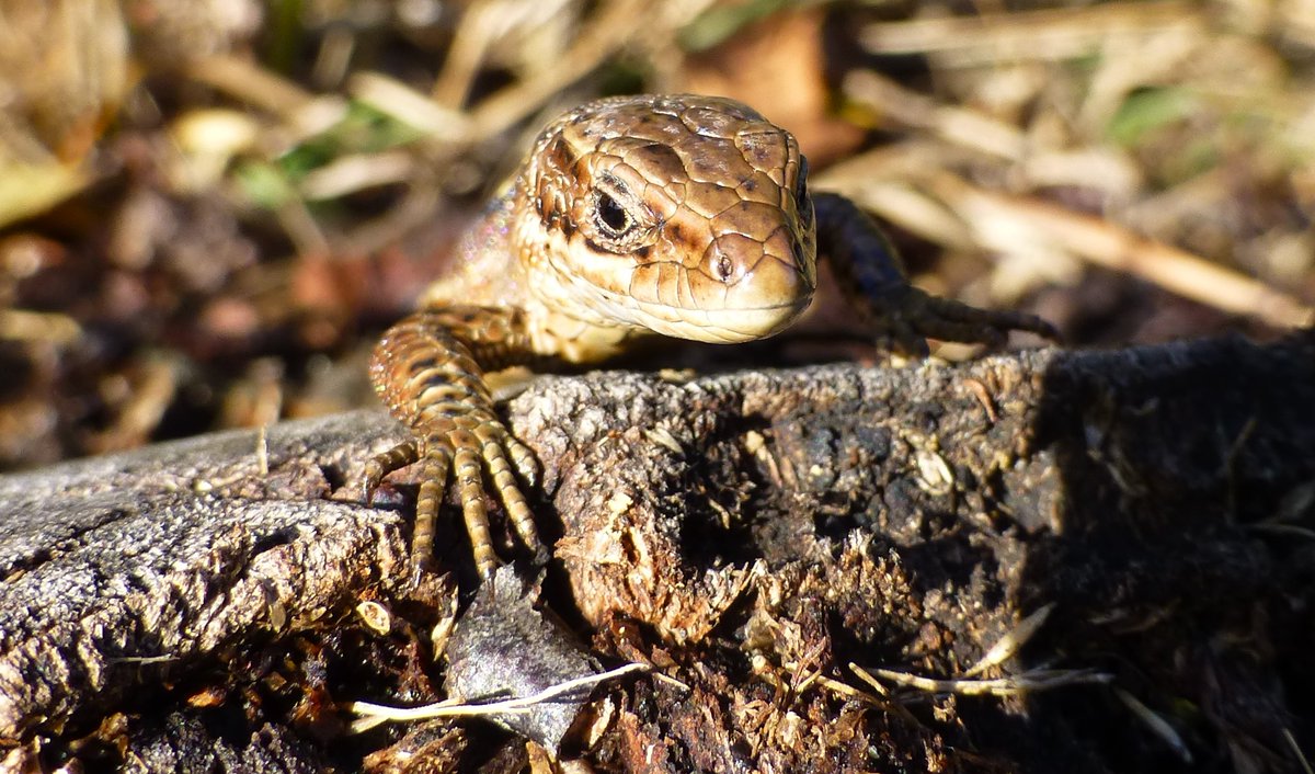 'close encounter' met levendbarende hagedis, uit het archief, al weer enige tijd terug, maar blijft een beauty! #Natura2000 #hoogveen #Drenthe <a href="/RAVON/">RAVON</a>