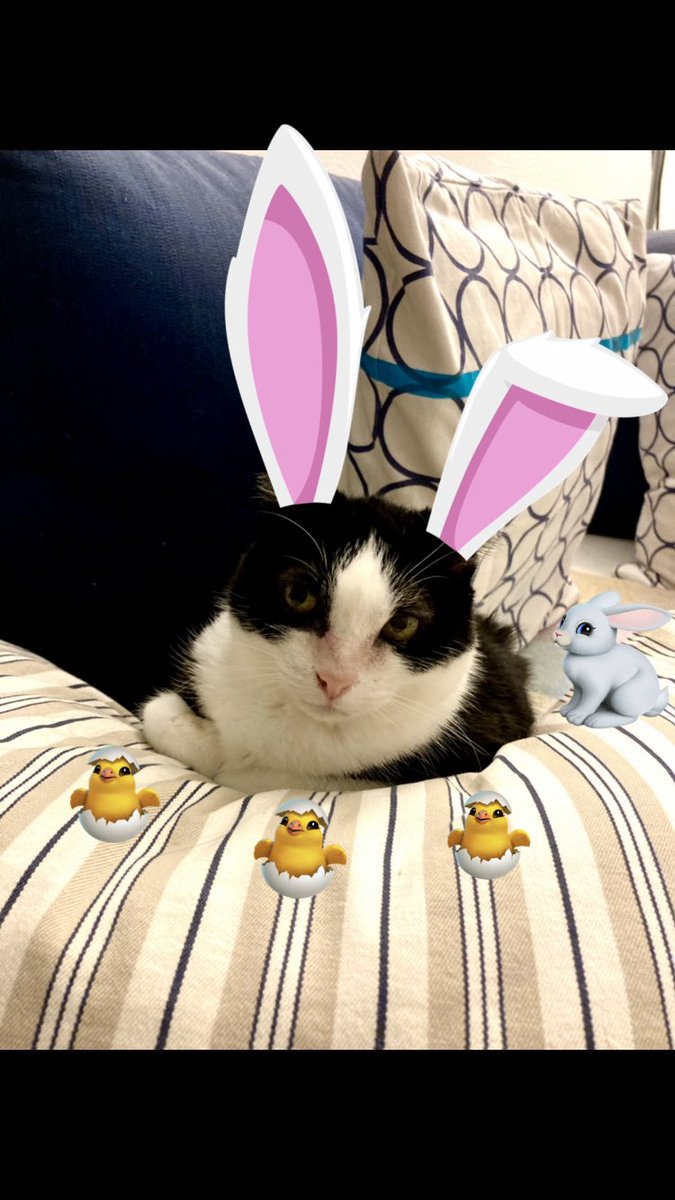 Look what mom did to my photo. 🙀

(Happy Easter! 🐣🐇)

#EasterBunny #Easter #CatsOfTwitter #kittyloafmonday #TuxieGang #tuxietude #gatos #gatetes