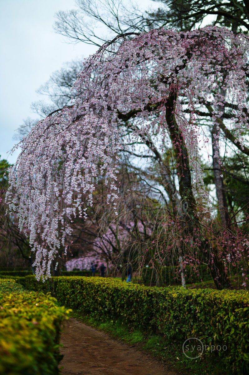 こんにちは、写真ブログ'お写ん歩'更新しました。
『SIGMA 50mm F1.2 DG DN | Art レビュー ／ 京都 上京区 京都御苑 近衛邸跡の桜』
yaotomi.co.jp/blog/walk/2024…
 
#SIGMA50mmArt #SIGMA #SIGMAArt #SIGMADGDN 
#SIGMA50mmF12DGDNArt
#SIGMAfpL #Lマウント #SIGMALMount