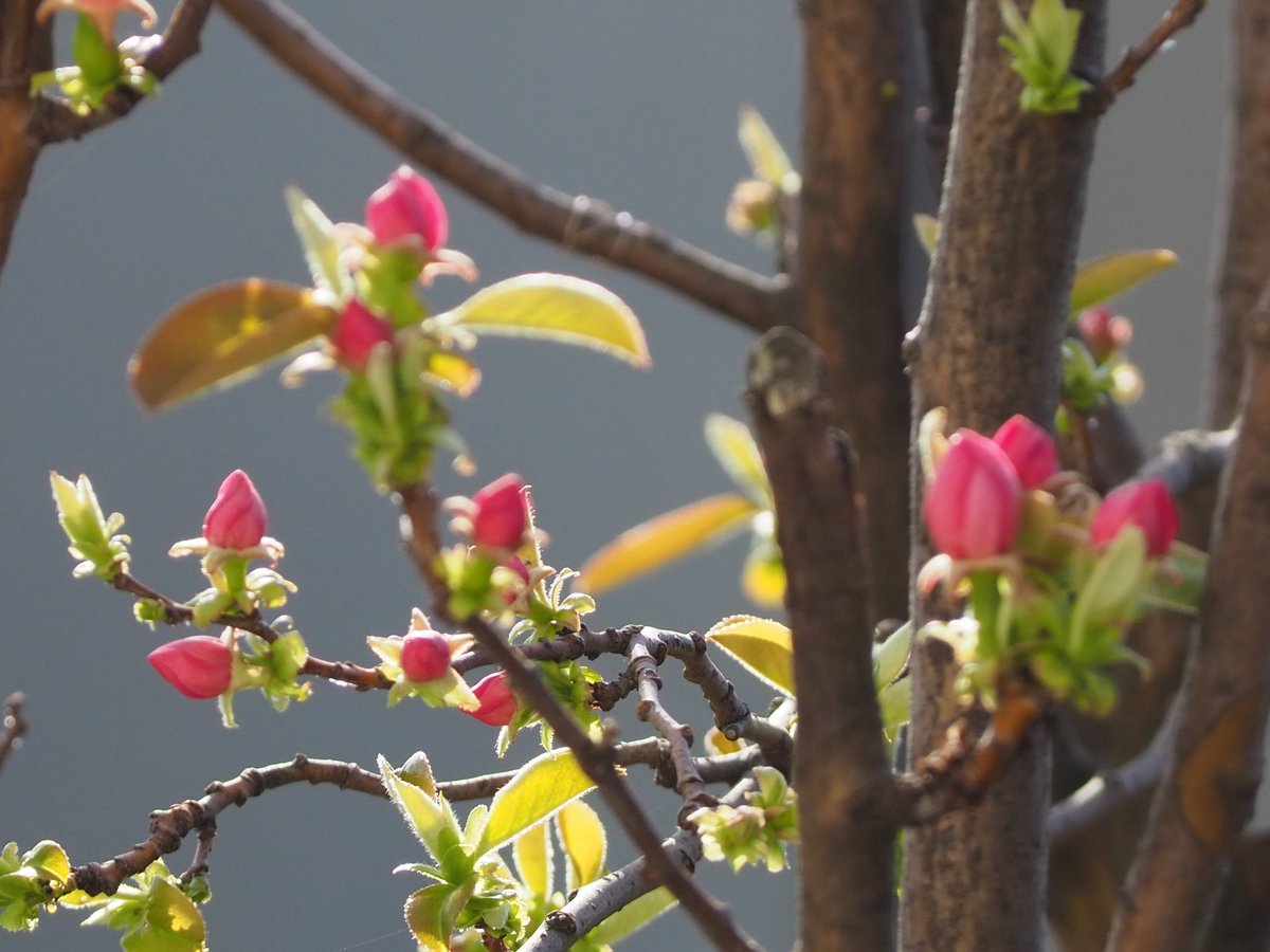 ４月になりましたね。 新年度の始まり。 新しい事始め。 ハナモモの花、満開🩷 カリンの花も、もうすぐ咲きそうです。 わくわくする春ですね〜😊🎵