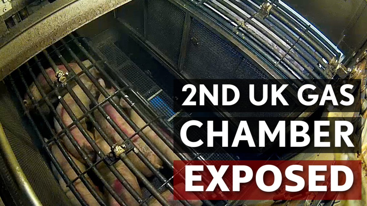 BREAKING: 2nd Pig Gas Chamber in UK History EXPOSED (Cranswick Foods)
🎥 WATCH HERE: youtu.be/Jrc0GN1Ujys