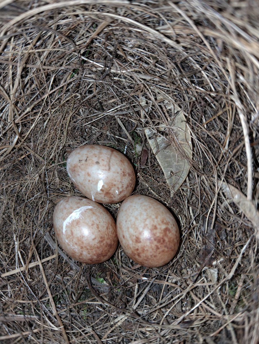 One of our Robins has been busy over the bank holiday weekend! These are our favourite kind of Easter Eggs😍🐣