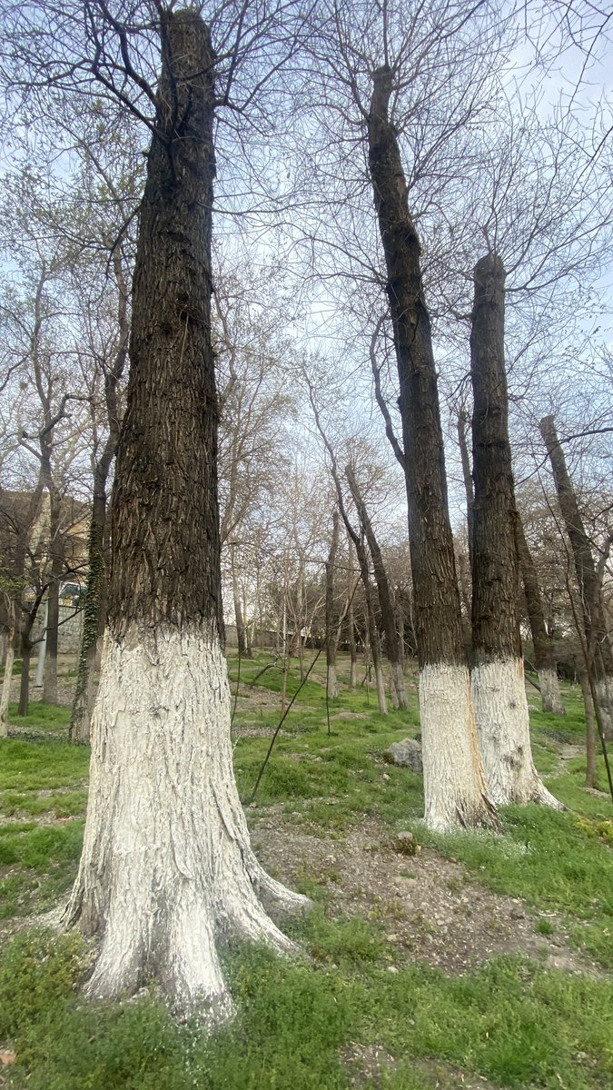 داستان مسجد یه طرف، موضوع من با توجه به مشاهدات در پارک قیطریه تعداد زیادی از درختانه که سر آن ها زده شده و‌نهال های که تازه بین این درختان کاشته شده. موضوع چند درخت نیست ؛ موضوع از بین بردن درخت های چندین ساله است! 
#پارک_قیطریه #تخریب #مرگ_درختان #درخت_کهنسال