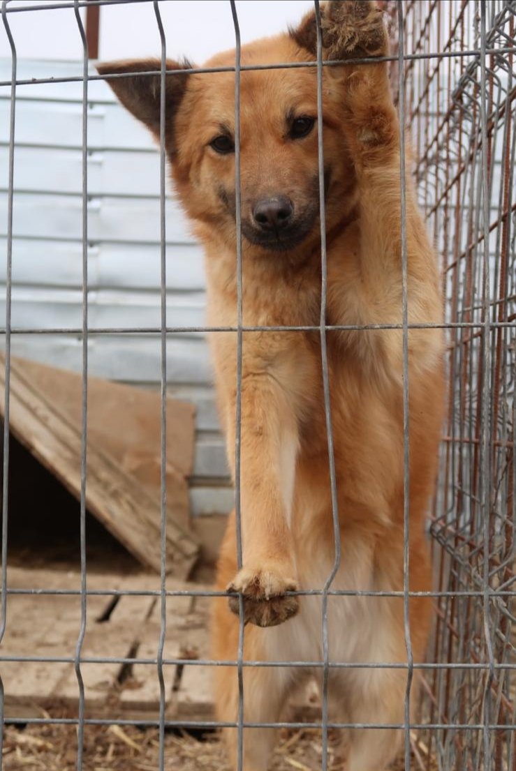 🆘 Foster who have 25 of my dogs have sold land and my dogs must go from there in 1 month.
I will need 25 doghouses.
One doghouse is 65 euro 
PayPal.me/ApatiAndreea
Bank account: RO53INGB0000999905174713
SWIFT code: INGBROBU
Revolut: RO75 BREL 0005 5311 6163 0100
Thank You ♥️