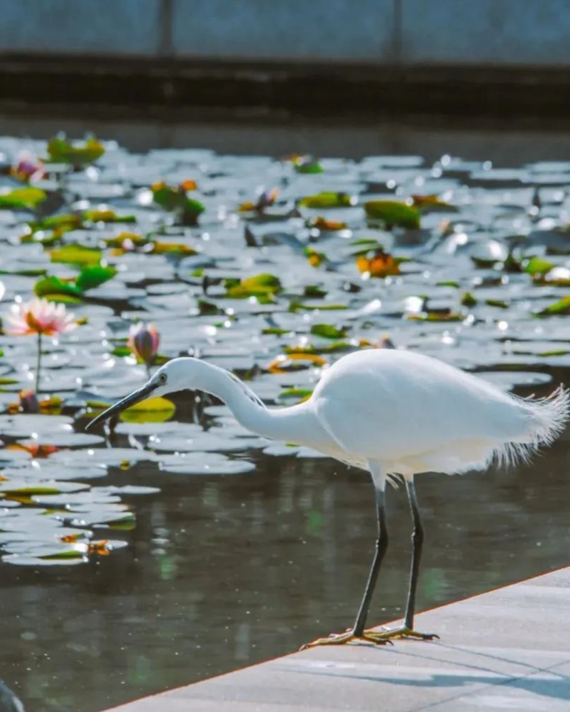 Where to observe the egrets up close? 🤫Shh, keep it down— the water lily garden in the Bay Park is one of their favorite habitats. Just keep quiet and patient, and you’ll be treated to a beautiful picture of egrets with water lilies. #VisitXiamen #RomanticXiamen