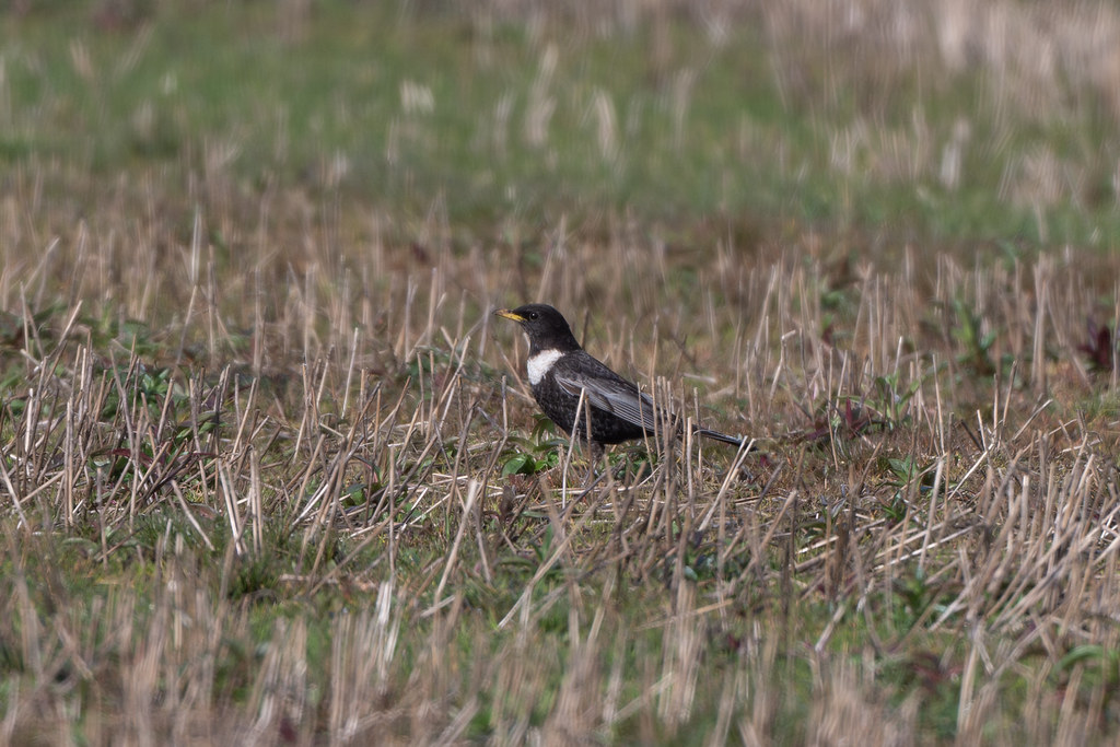 Ring Ouzel at New Ridge Farm, Pilling 31st March, showed well at times in stubble field west of Fluke Hall Car Park but could go missing regularly hiding in the thick hedgerow. Photo by @paul_ellis24