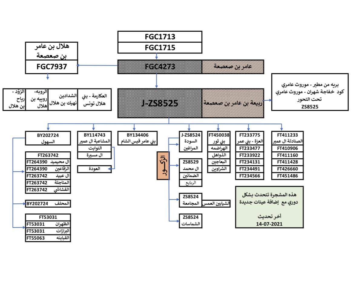 المشجرة الجينية لبني عامر (السهول،سبيع)  تحت التحور fgc1713-fgc1715 بجانب اخوانهم بنو سعد(عتيبة،بني الحارث) وقسي بن منبه (ثقيف) المتكتلين تحت التحور fgc1713-fgc40709.