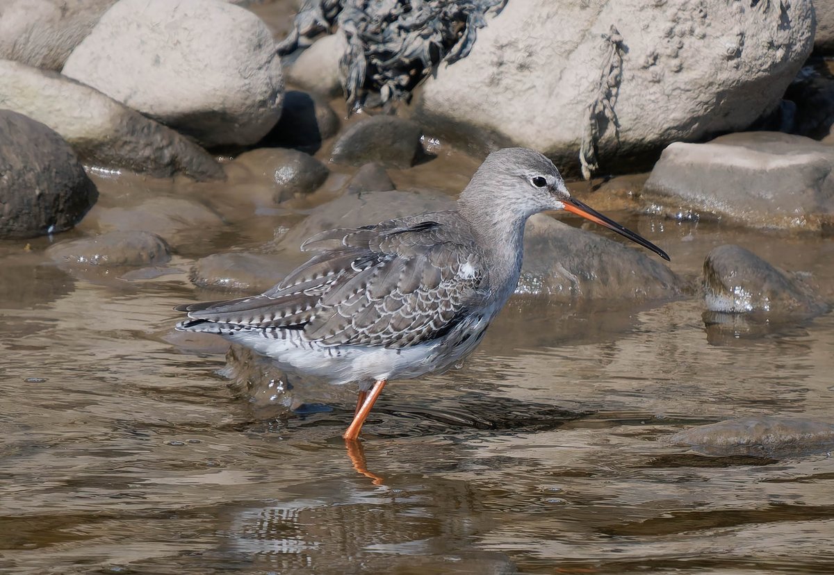 The Spotted Redshank at Conder Green showed very well on the incoming tide yesterday, just starting to show a few feathers moulting to summer plumage. Photo by @sladeypg