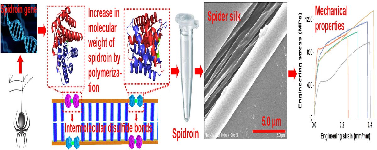 Mi, Junpeng et al. “High-strength and ultra-tough supramolecular polyamide spider silk fibers assembled via specific covalent and reversible hydrogen bonds.” | Acta biomaterialia sciencedirect.com/science/articl… @ActaBio
