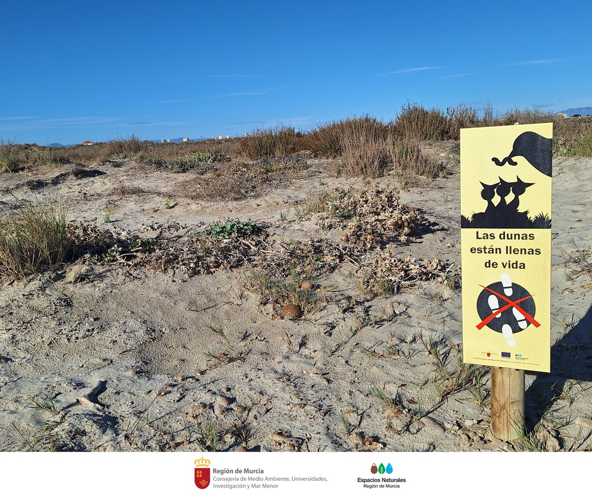🐣🐦 Comienza la época de reproducción del #ChorlitejoPatinegro. Anida en las #dunas y #playas naturales de #SalinasSpedroPR 🪹 🌅

🙏 Por motivos de #conservación no se permite caminar por las dunas ❤️

#BuenasPrácticas #DunasLlenasDeVida