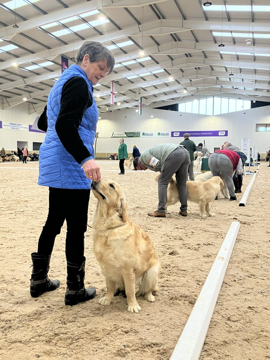 175 golden retrievers here today @KelsallHillEque , competitors from Belgium, Scotland and all across the country, how lovely to see all these lovely dogs for the North West Golden Retriever championship & open classes