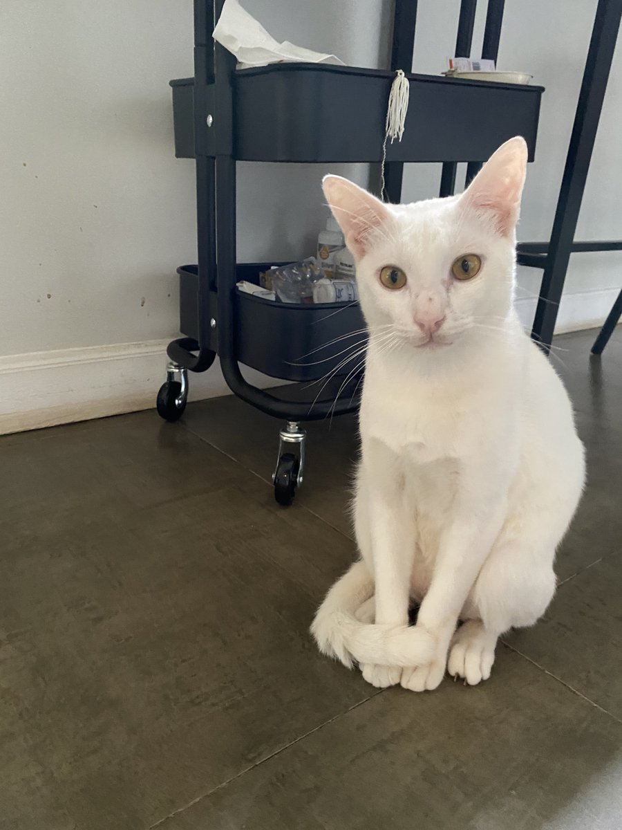 DICARI KUCING HILANG!! 
namanya Niko (kalau dipanggil dia nyamperin) jantan, umur 3 tahun, sudah disteril. terakhir dilihat di JATICEMPAKA. fisik terakhirnya keliatan lebih kotor. dia dibuang sama tetangga sejak awal maret 2024 :( 

#kucinghilang #catlovers