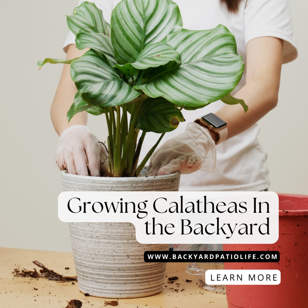 Backyard Patio Life tweet media