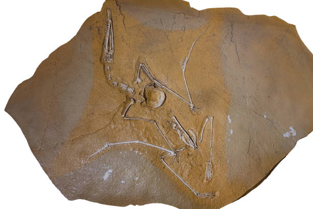 Palaeo news! Palaeontologists have finally discovered a flightless pterosaur. Parpataurus primaapril 'walking lizard' was a long legged, long snouted, pterosaur without the characteristic elongate wing finger. It had relatively thick bones and waded in Bavarian Jurassic lagoons.