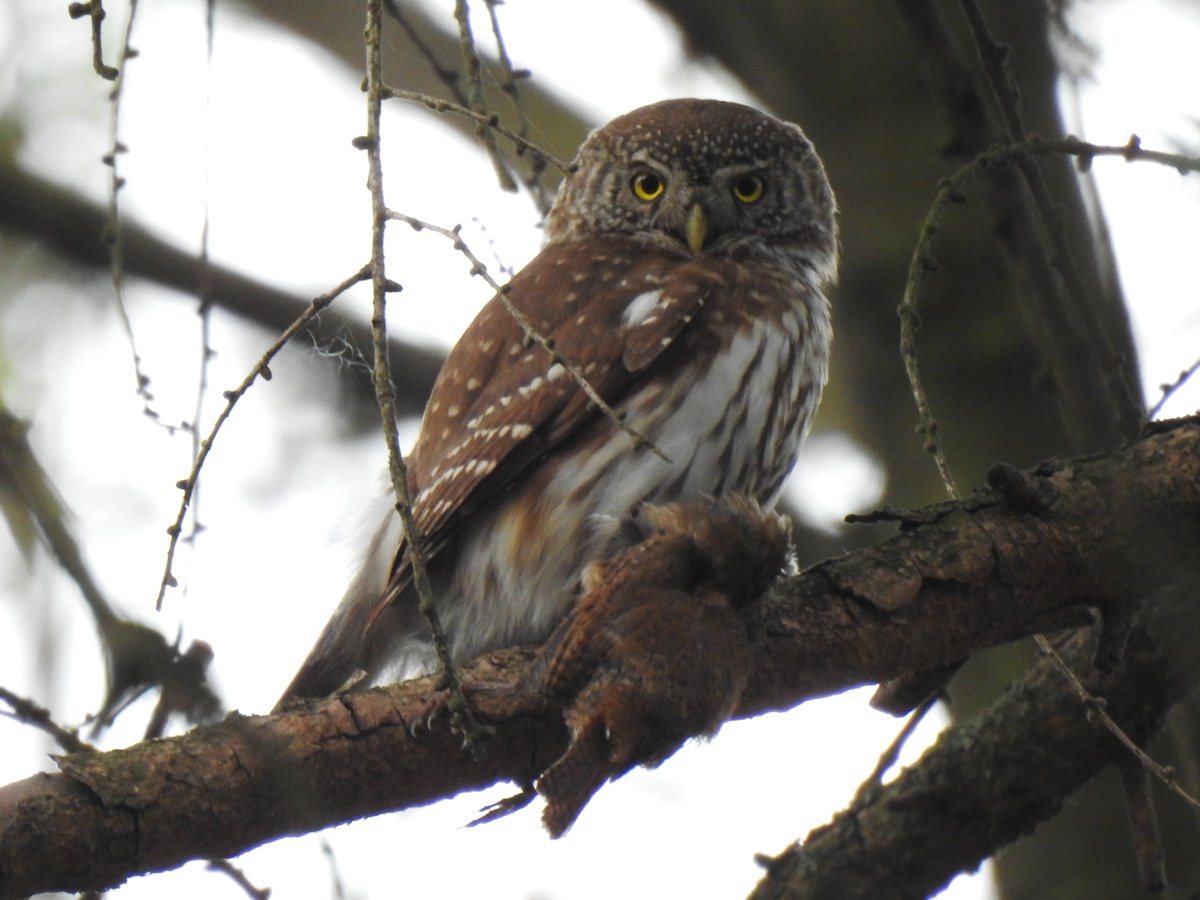 This Pygmy Owl had just caught a Wren when I saw it in the forest near Košice this morning. It gives you an idea of just how tiny these owls are, they are truly well named