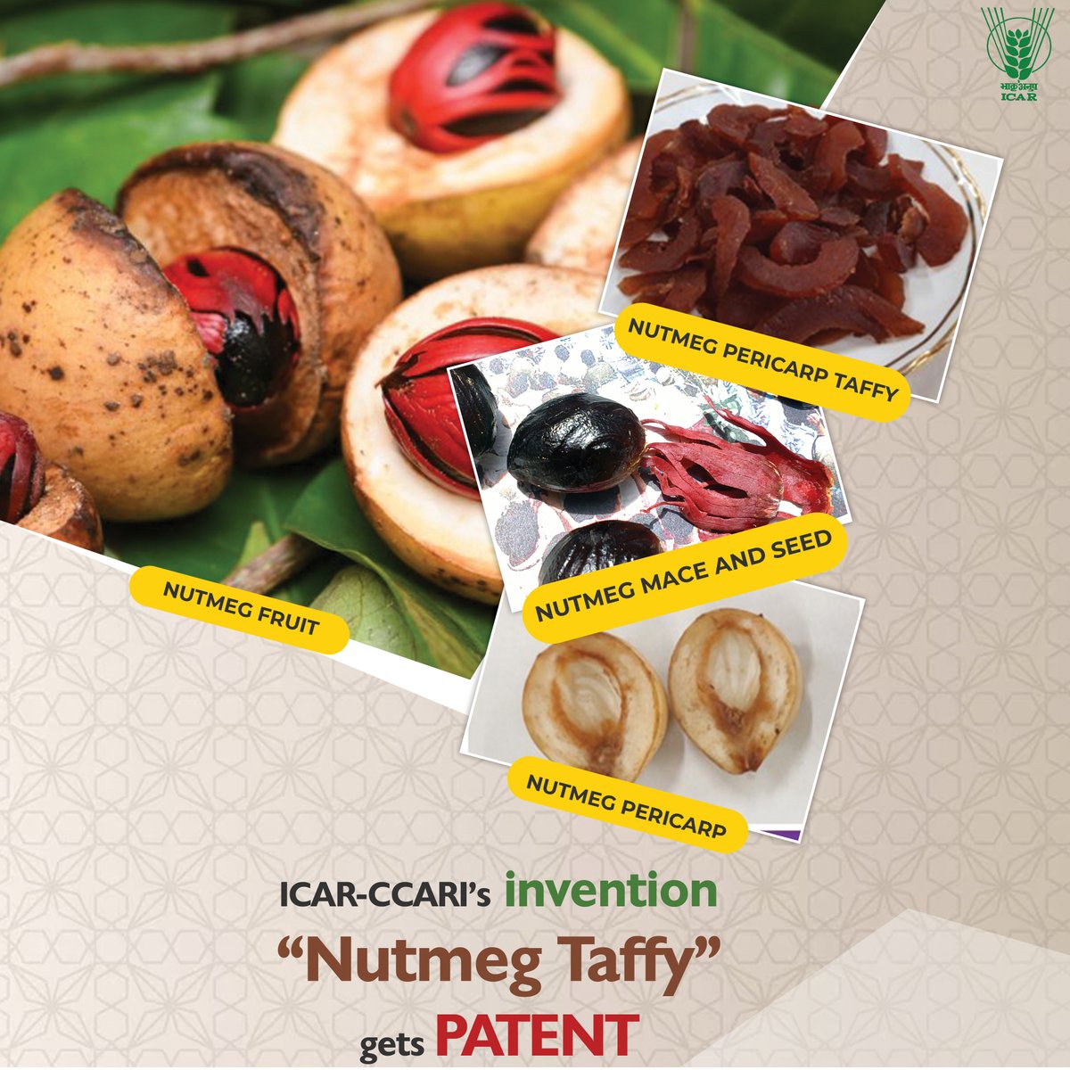 ICAR-CCARI’s invention #Nutmeg Taffy gets #Patent #ICAR #vegetables @PMOIndia @MundaArjun @KailashBaytu @ShobhaBJP @mygovindia @PIB_India @AgriGoI @DDKisanChannel Read more: icar.org.in/node/20646