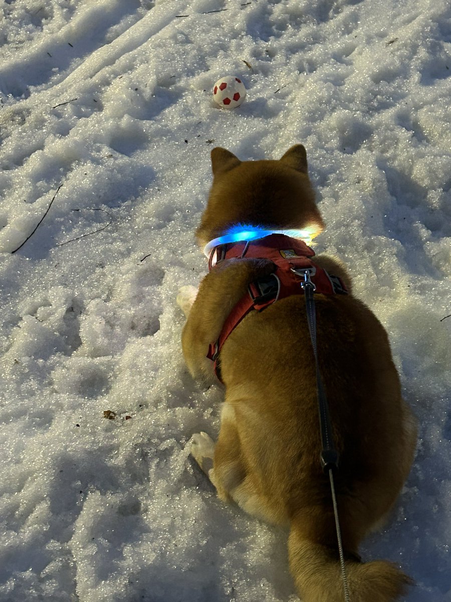 これは公園に落ちてたボールが欲しくて狙いを定めている可愛い柴犬