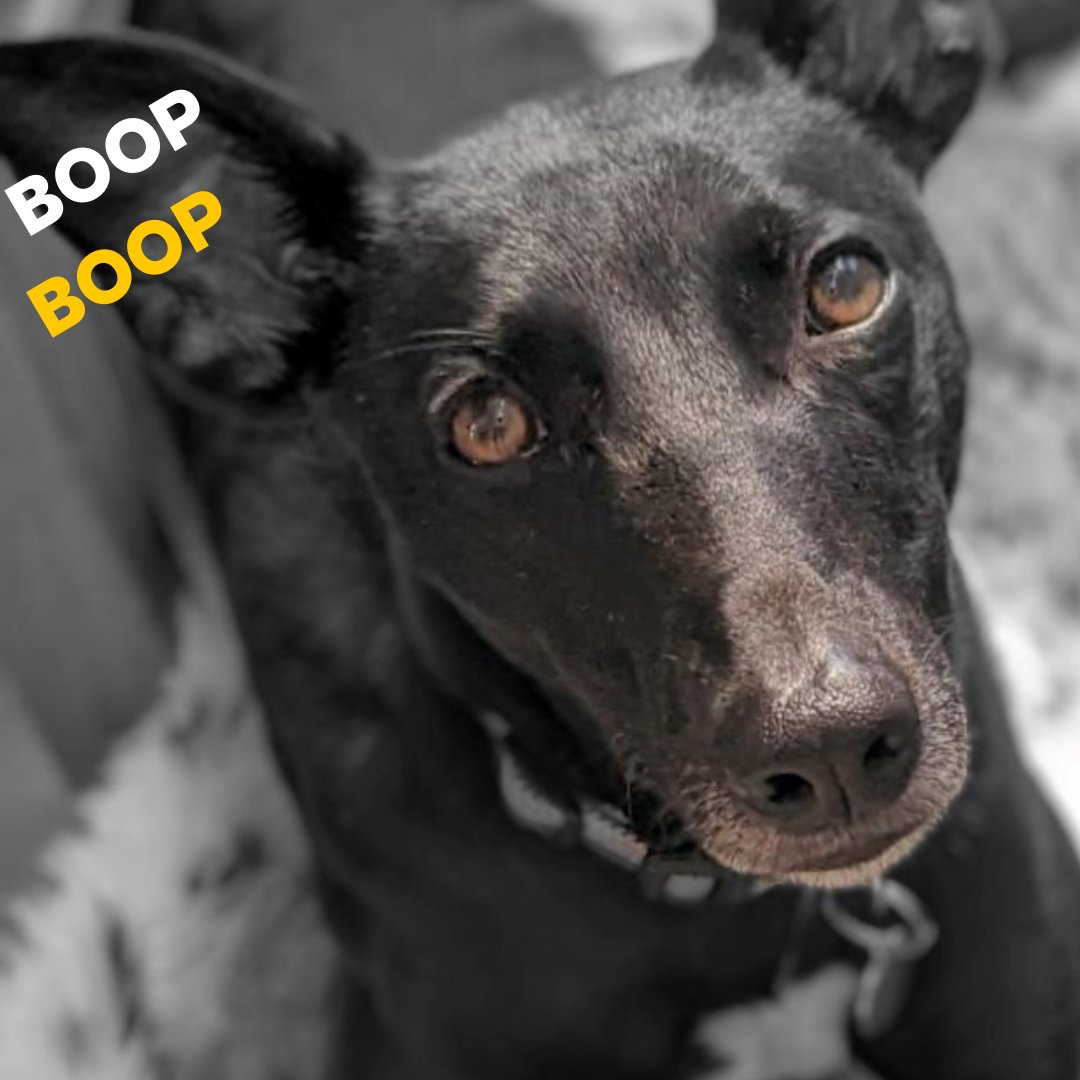 Can Olive get a Boop Boop 😎 on that cute snout! 🐶💛 ⁣⁣ This sweet girl is looking for her forever home 🏡 could you be Olive's paw-fect match? Find out more bit.ly/3PIJUuv 🐶 ⁣⁣ @dogstrust #AdoptDontShop #ADogIsForLife