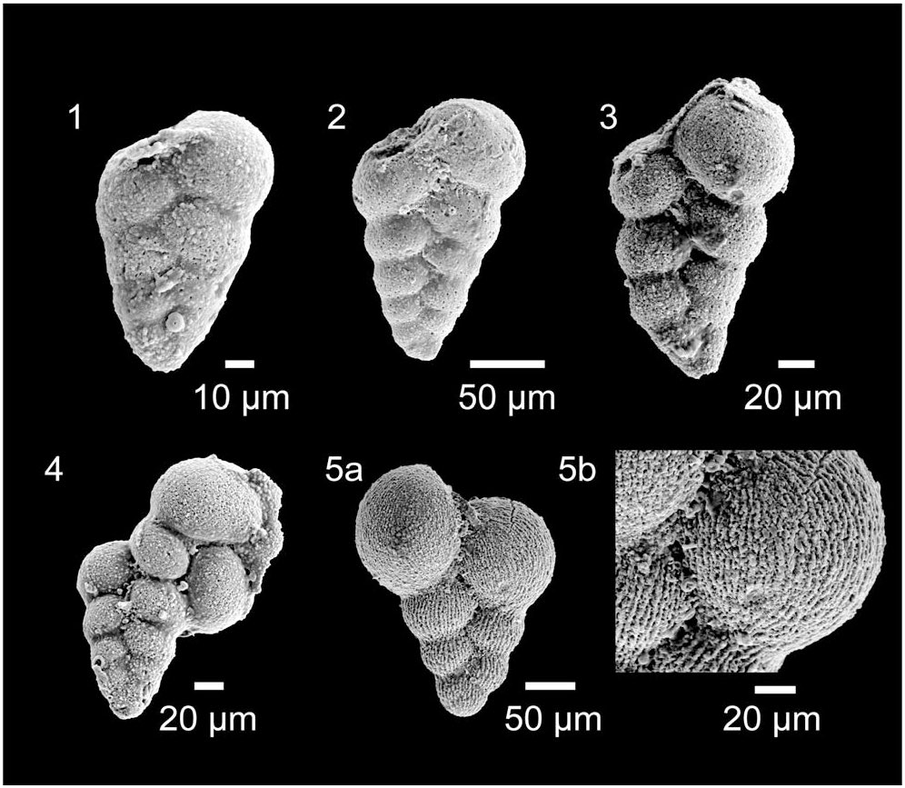 ForamsNews tweet media