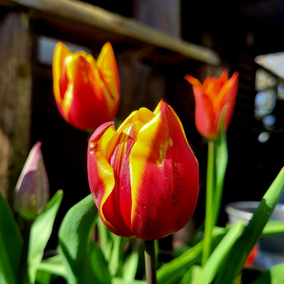 Here's something you might be surprised to know about me. I'm  obsessed with tulips. The first blooms for the year are coming out now...