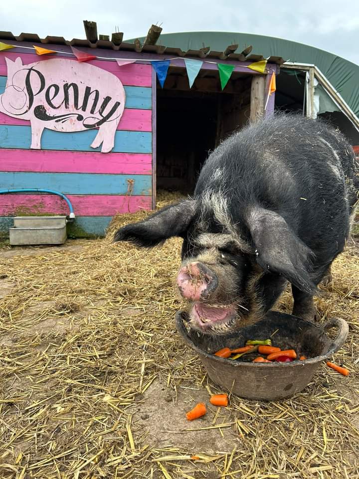 We're an #AprilFools-free zone 🤗 Everything you read & see here today is 100% real, starting with these beautiful pics of #TobyPig & #PennyPig enjoying the snacks & treats their loyal friend Pattie brought for them. No tricks. No jokes. Just sweet animals, loving life 🐗🐷🍏🍌🥕