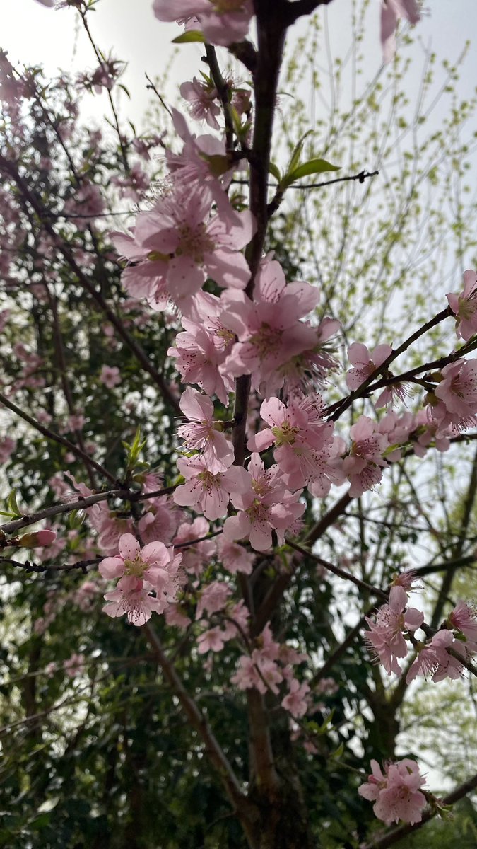 Söz verdiği gibi yine bahar gelmiş🥰🌸Teşekkürler başkanım🫶🏻@ekrem_imamoglu #ekremimamoğlu #Turkey #TamYolileri