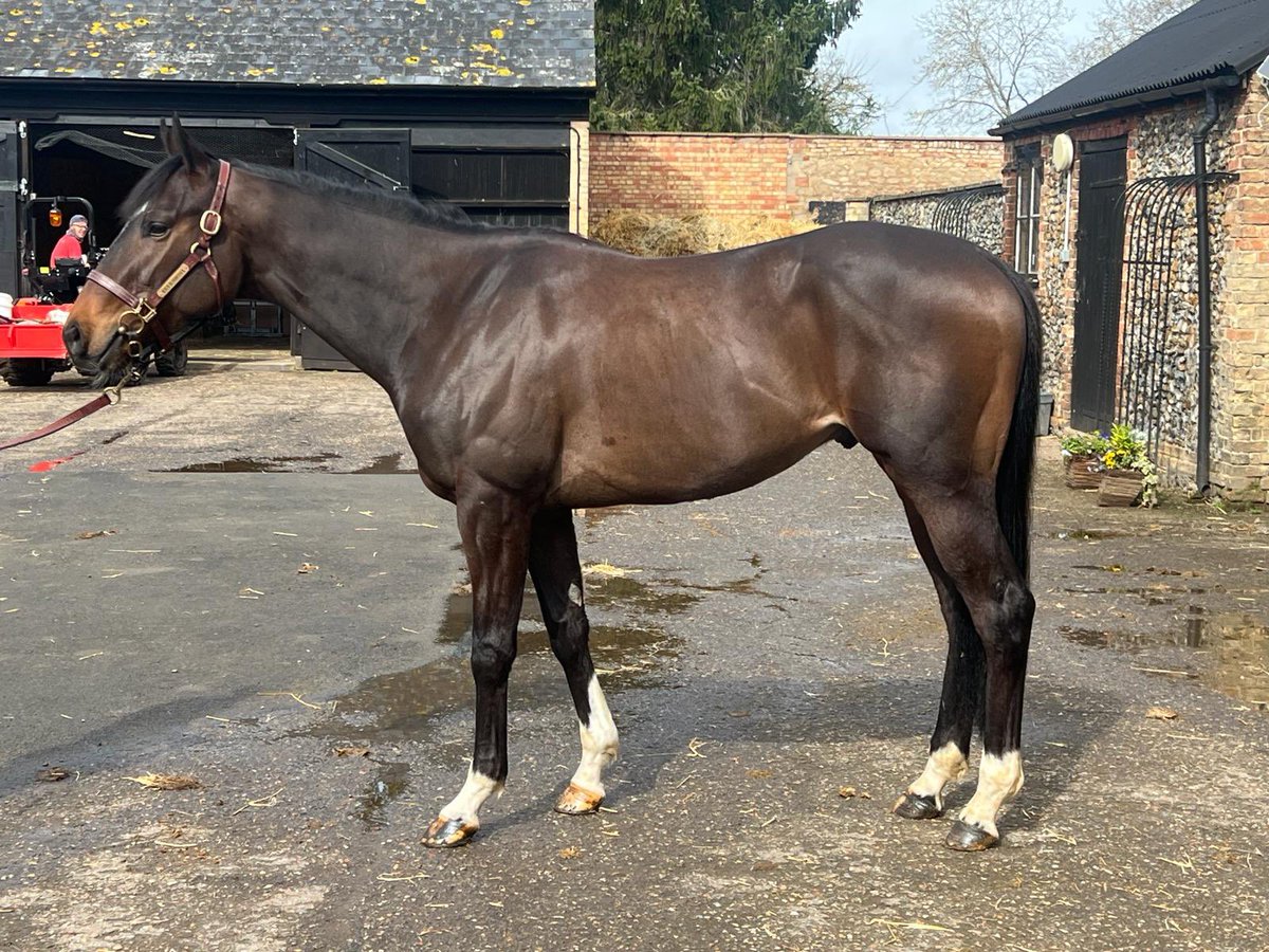 5% & 10% Lease shares available in our boy Novation 💚🧡

5% £135 per month 
10% £240 ( great saving ‼️ ) 

Be part of our brand new syndicate for 2024! Exciting times ahead 💚🧡💚🧡

#propulsionracing #gaykellewayracing
#horse #shares