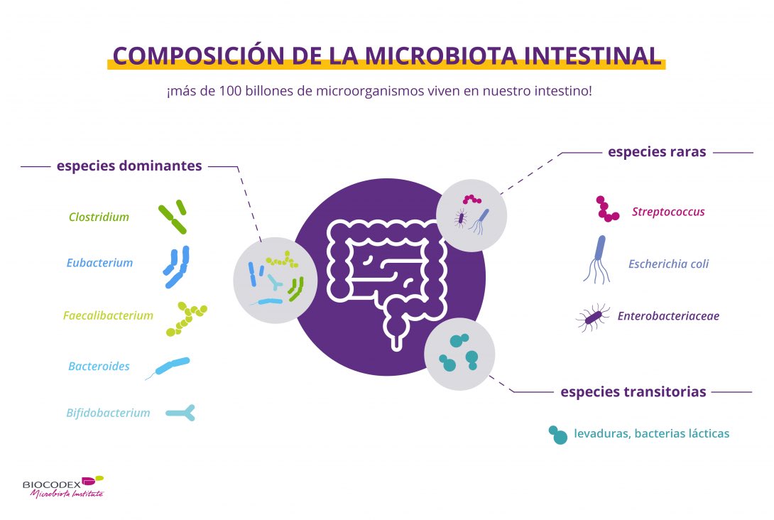 La microbiota nos ayuda a degradar los alimentos, a sintetizar vitaminas, a estimular nuestro sistema inmune. Y también está asociada con la funcionalidad cerebral y del sistema nervioso central.

Pero ¿qué es realmente la microbiota intestinal y por qué encontramos tanto interés