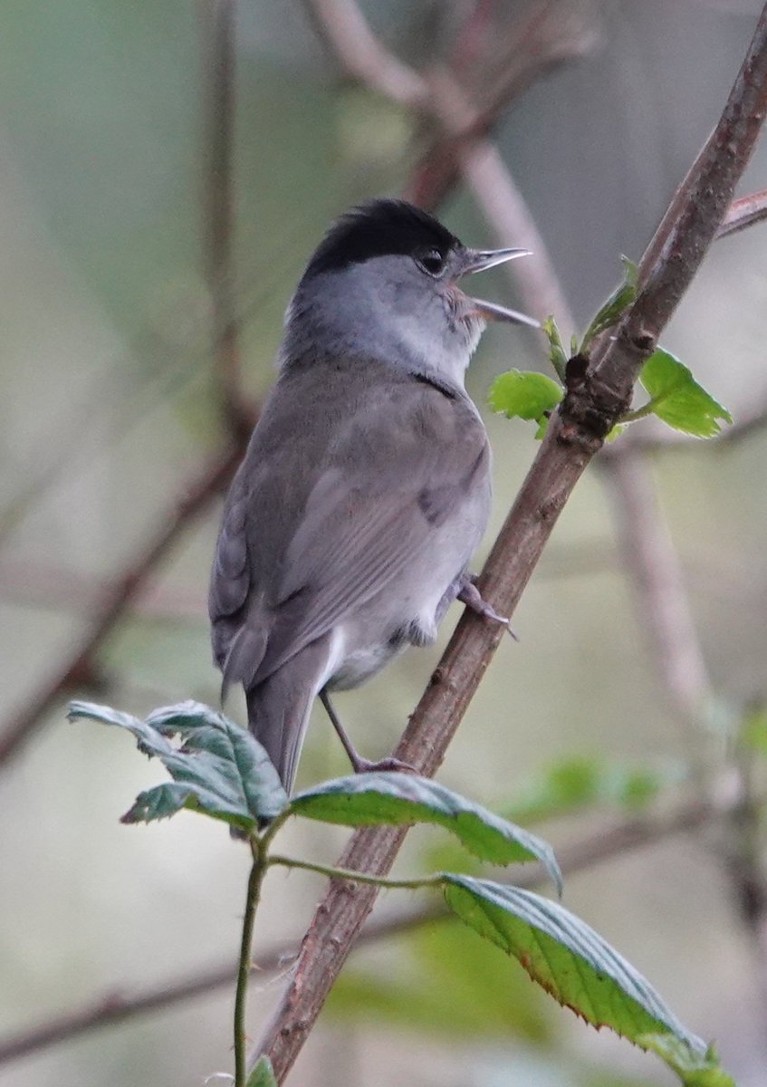 Blackcap giving us a song this morning ❤️😍 #birdwatching #birdphotography #BirdsSeenIn2024 #BirdsOfTwitter