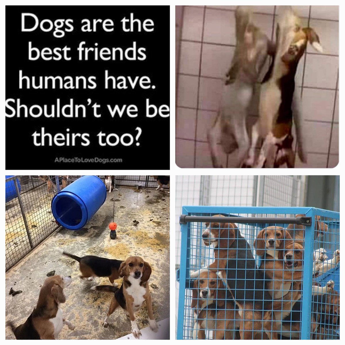 Dogs are not only man's best friend they are also good torture victims. Atrocities are no less atrocities when they take place in laboratories and are called medical research. It's the same animal cruelty like the dogmeattrade in China. You pay for it.