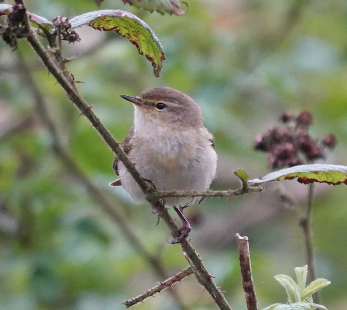 Todays Chiffchaff ❤️ #birdwatching #birdphotography #BirdsSeenIn2024 #BirdsOfTwitter