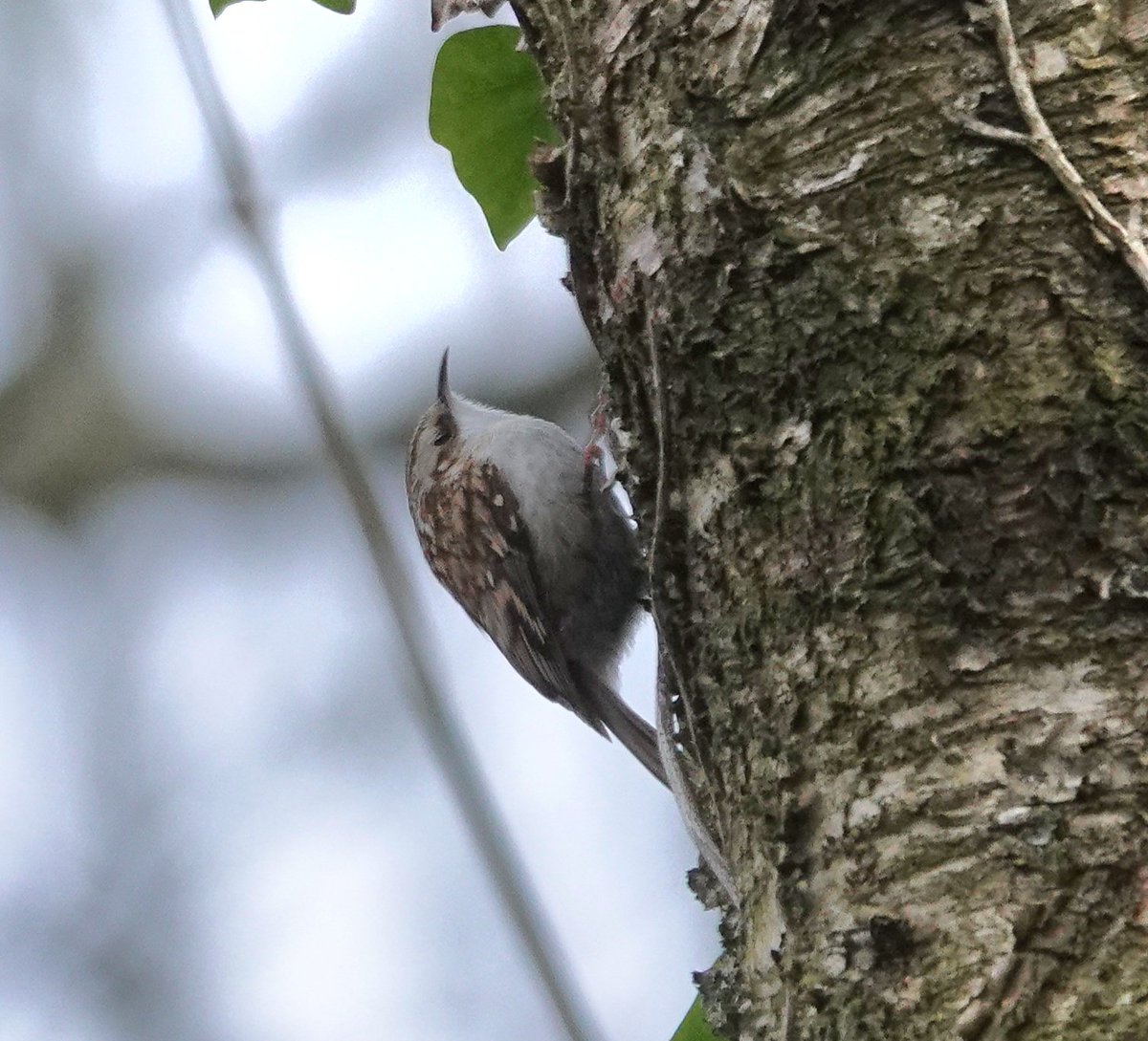 Treecreeper from this morning #birdwatching #birdphotography #BirdsOfTwitter #BirdsSeenIn2024