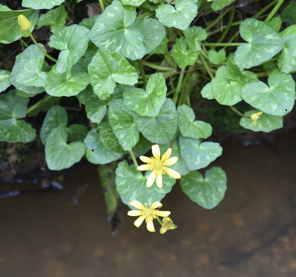 CoLEppingForest's tweet photo. Have you seen the bright and cheery yellow of lesser celandine in #EppingForest yet?
Please share your #SignsOfSpring found in Epping Forest using #EppingForestSpring24 ๐๐ธ๐ผ https://t.co/cJTq81G8Gq