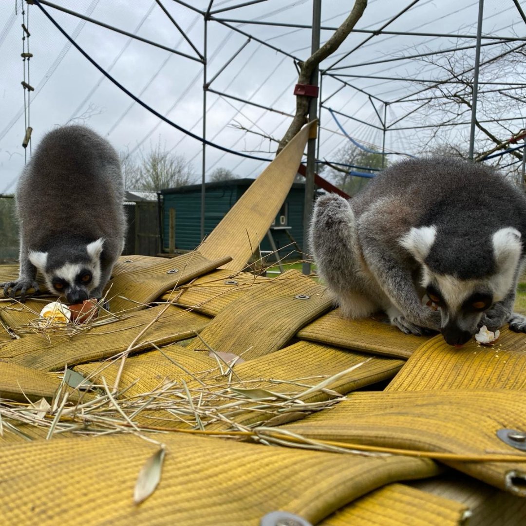 Happy Easter from our adorable Lemurs! Here’s Kirindi, Nepal and Rudy enjoying a 'cracking' good treat! 🥚 Visit #GoldersHillParkZoo at 📍 Golders Hill Park, North End Way, NW3 7HE.