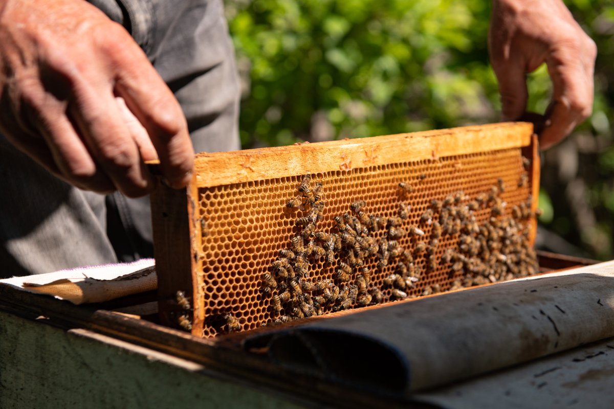 Within the framework of the @UNDPArmenia Sustainable Communities Programme’s 'HONEY-MONEY' project, 125 people were trained on breeding queen bees, various bee breeds, methods of disease control, honey preservation, and sales skills. #SDGs