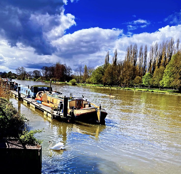 Sail Away #riverthames #londonlife #photography #spring #springwalk #swans #nature #kingstonuponthames