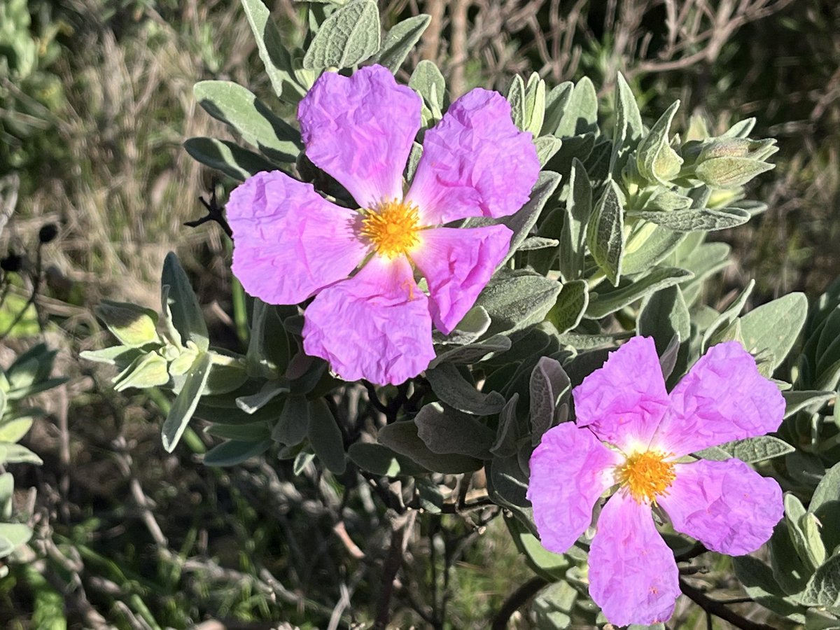 esparverblau's tweet photo. Als massissos mediterranis la pluja al març i abril és mannà: fa néixer gramínies i petites plantes que desencadenen la cria de conills, perdius així com insectes. I per tant ajudaran a tota la xarxa trofica. https://t.co/7pwZiHvkCt