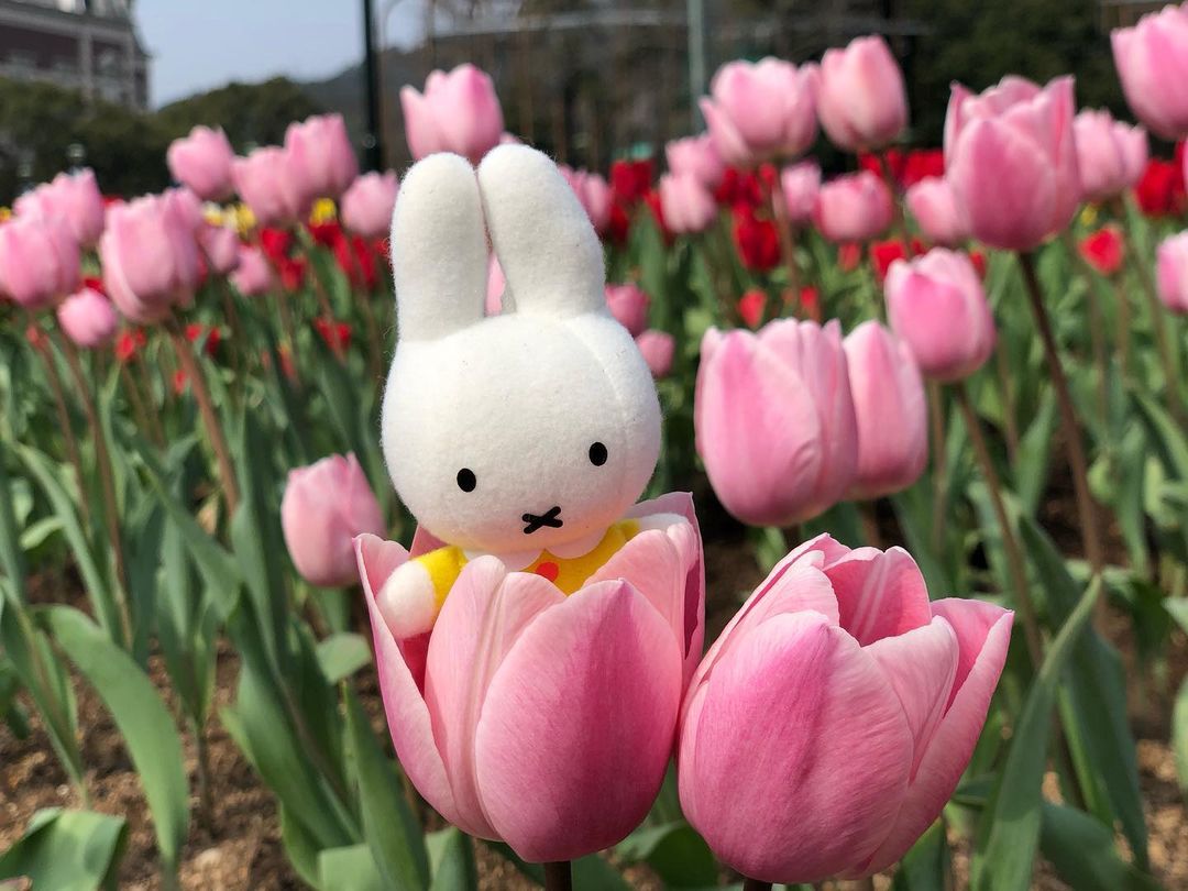 Miffy_UK's tweet photo. Spring has officially sprung and Miffy could not be more excited 🌷

📸 Instagram user miffy_kana https://t.co/wiM8mvMPvL