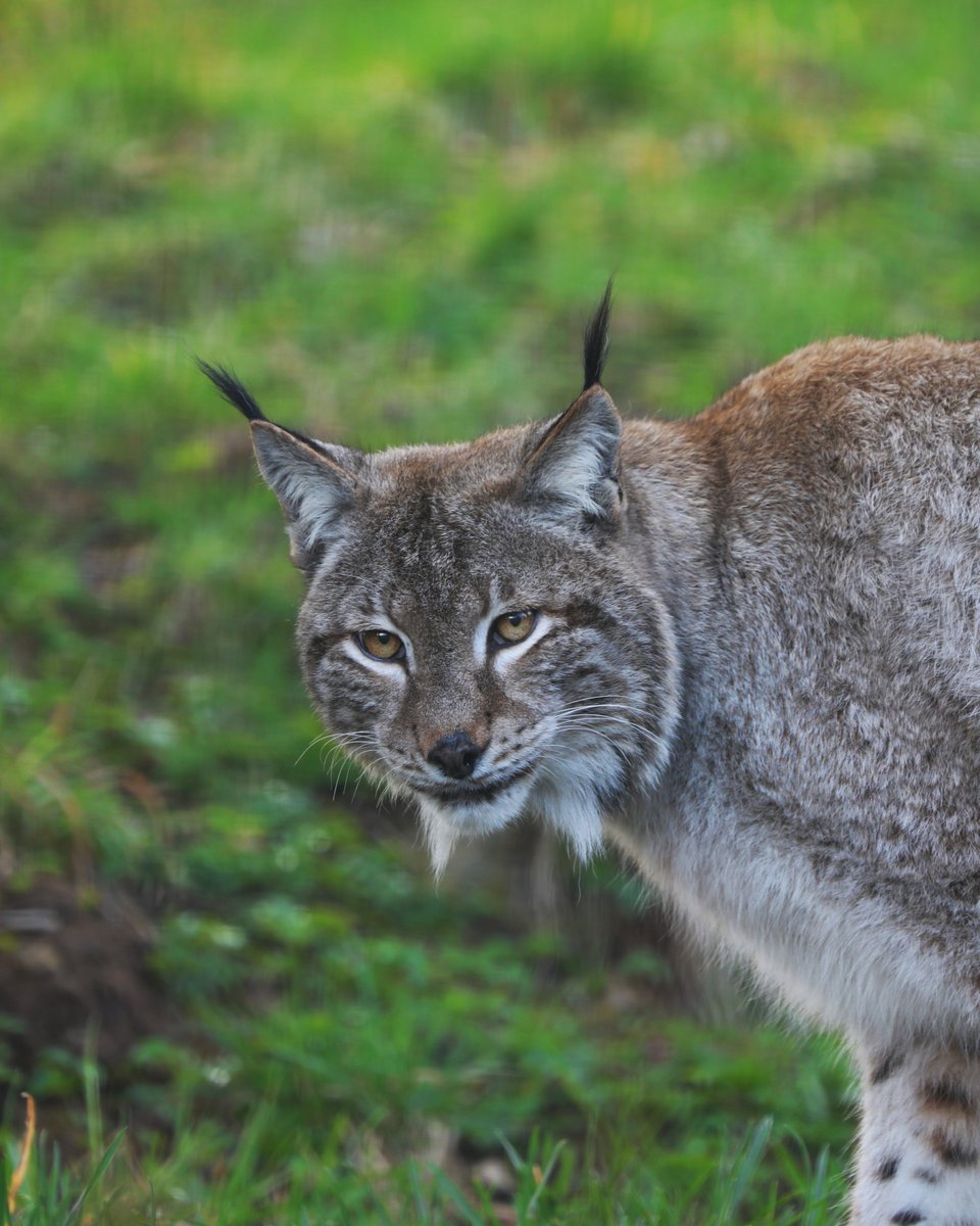 Our Northern lynxes, Neon and Switch, are very elusive can be one of the hardest animals to spot at the park 👀 You can often catch a glimpse of their distinctive black ear tufts in the bushes at the front of the enclosure – their favourite sneaky hiding place 💙
